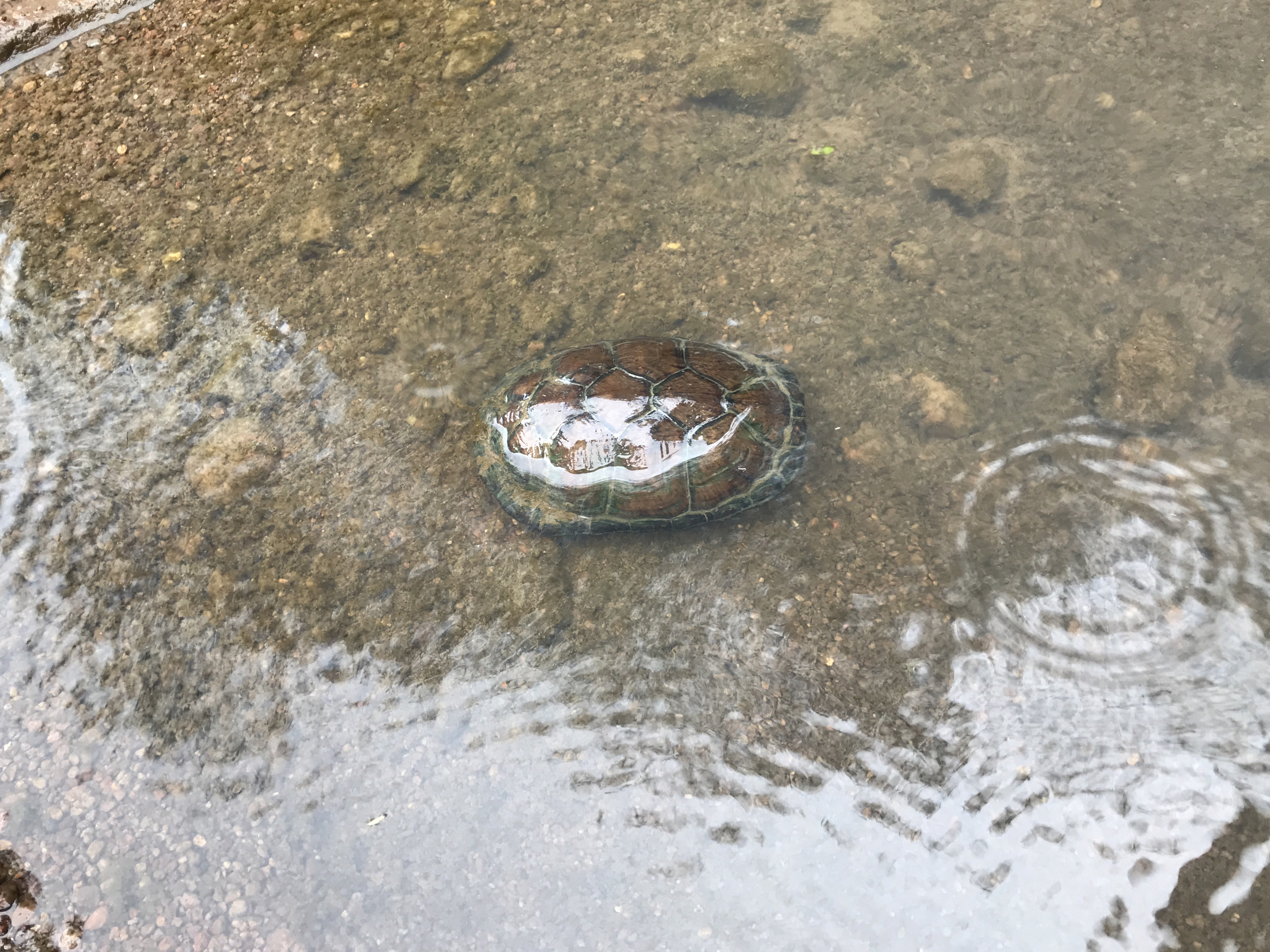 4. In the stream, turtles and many species of frogs