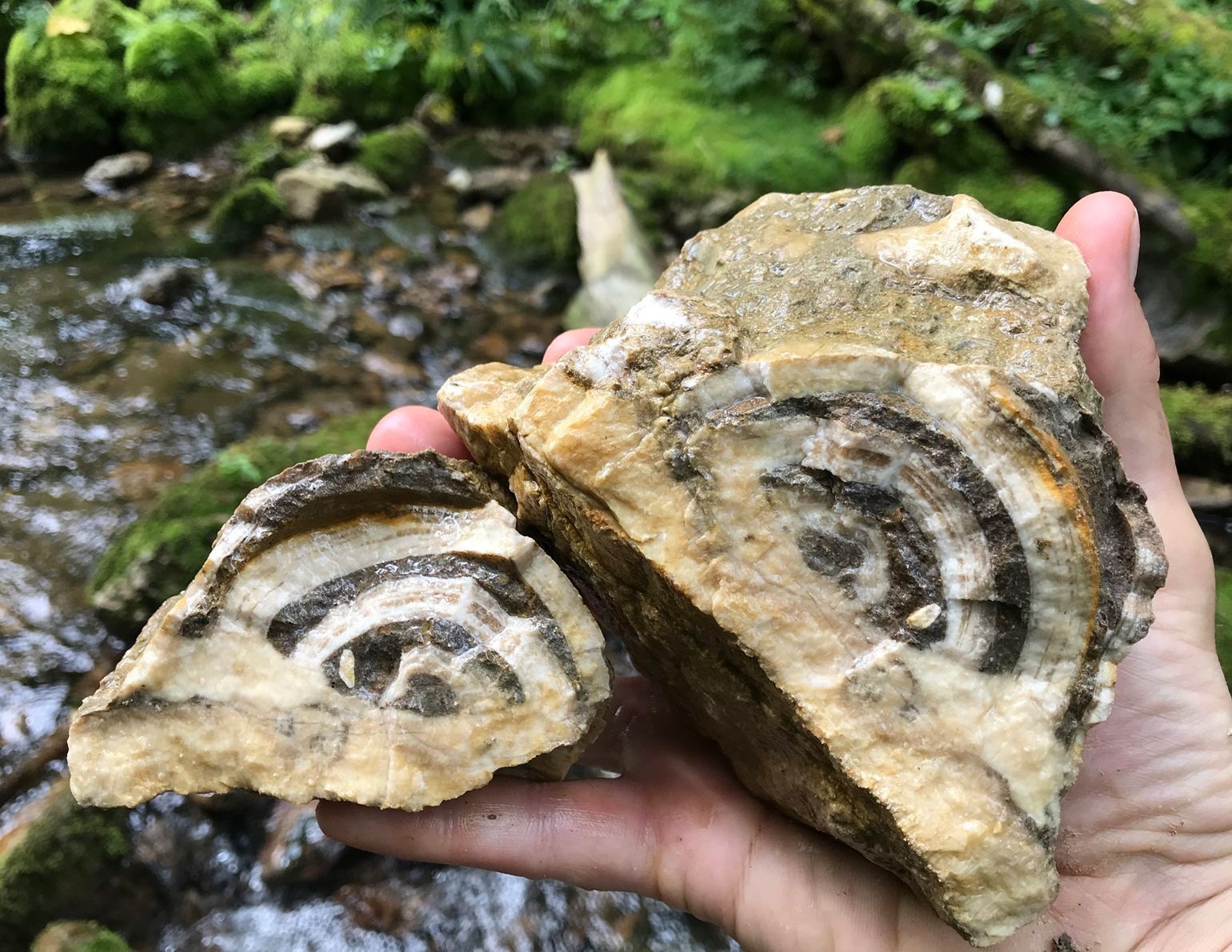 4. The first finding of snail Actaeonella Gigantea