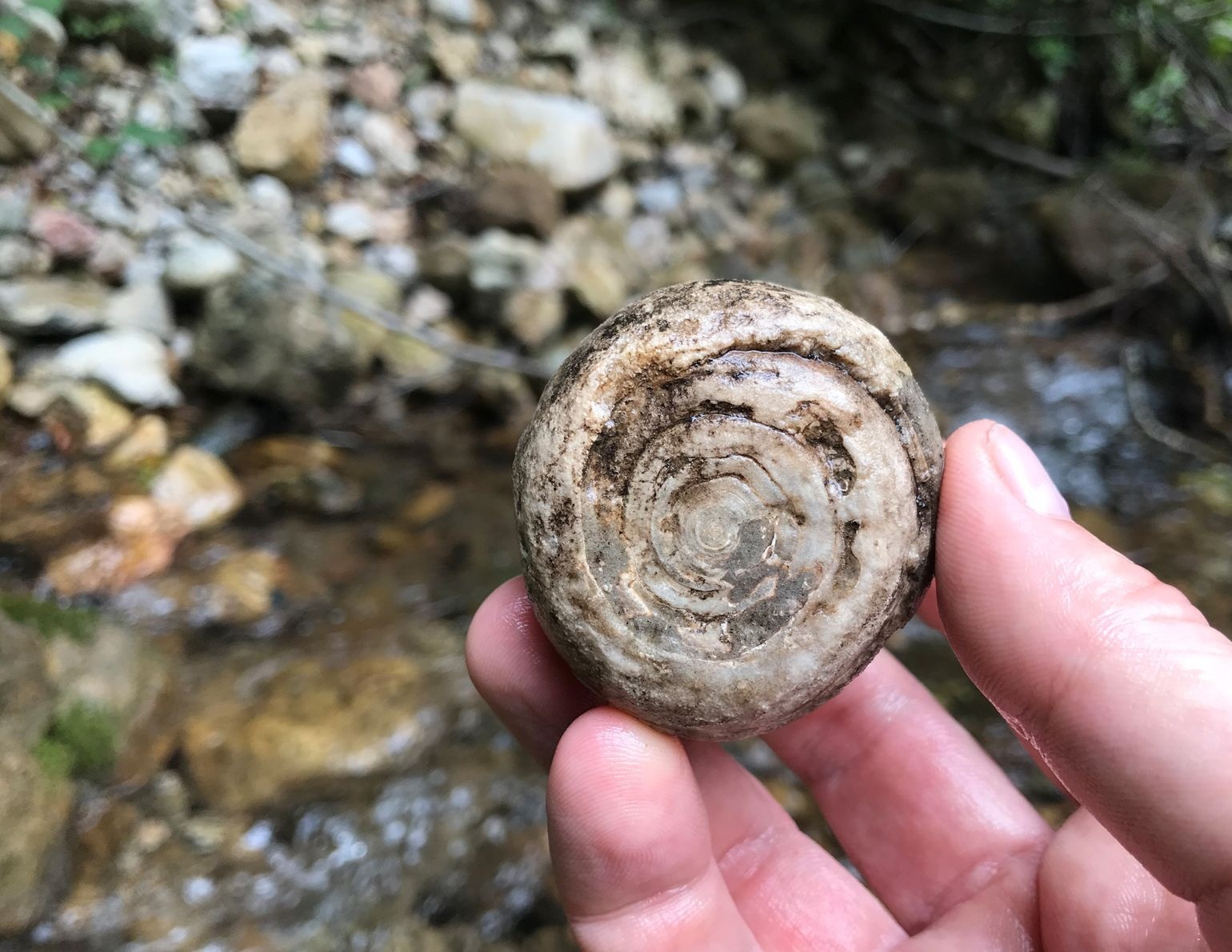 5. Other findings of 85 mil years old fossils