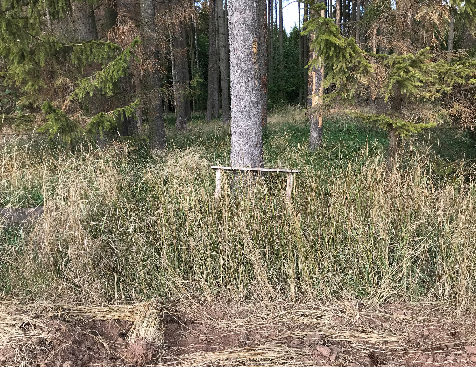 2. „A bench“, today this favorite part of the wood is gone